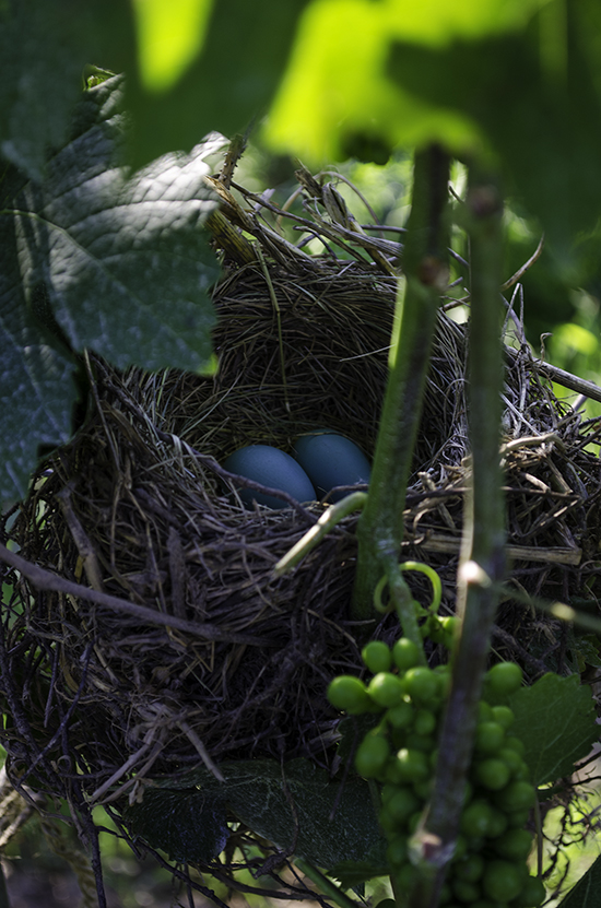 birdNest2012Blog