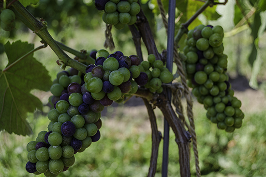 veraison2012Blog