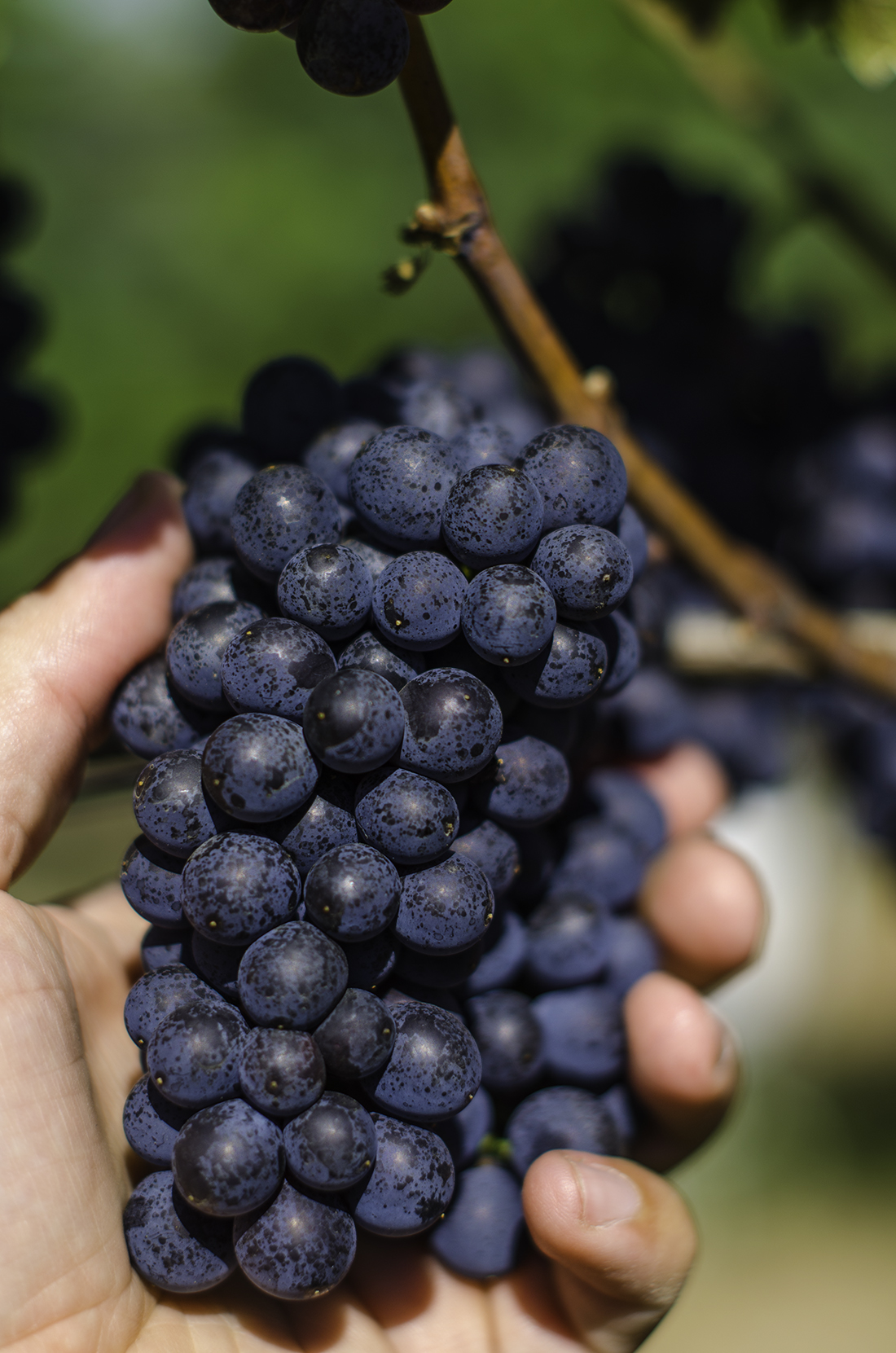 pinotInHandHarvest2012