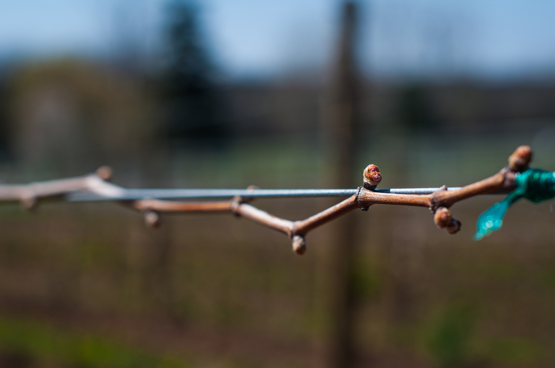 budbreak