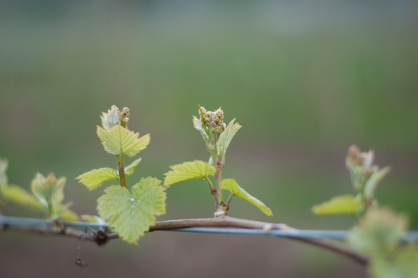 firstClusters