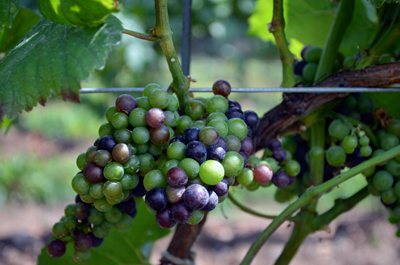 pinotNoirClusters7-27-12