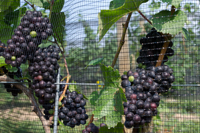 pinotNoirClusters8-15-12