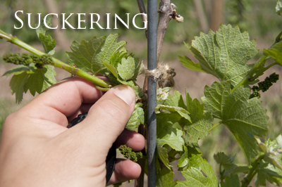 suckeringTheVine copy