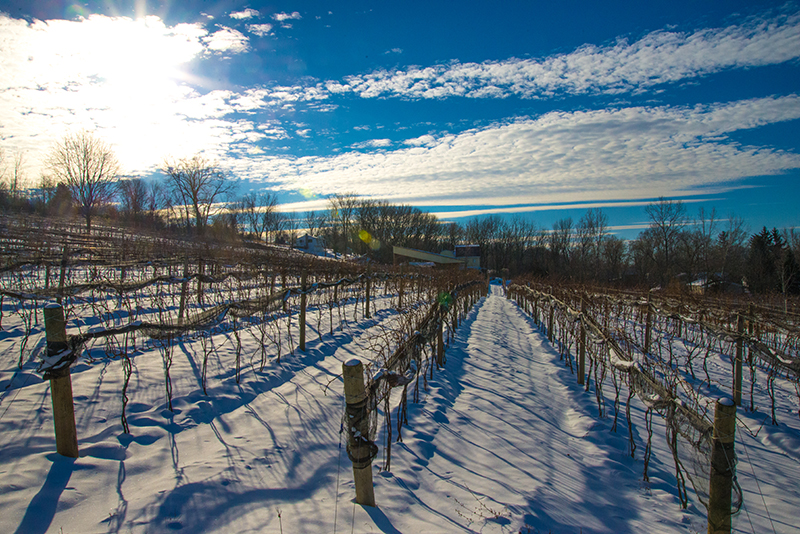 vineyard snow
